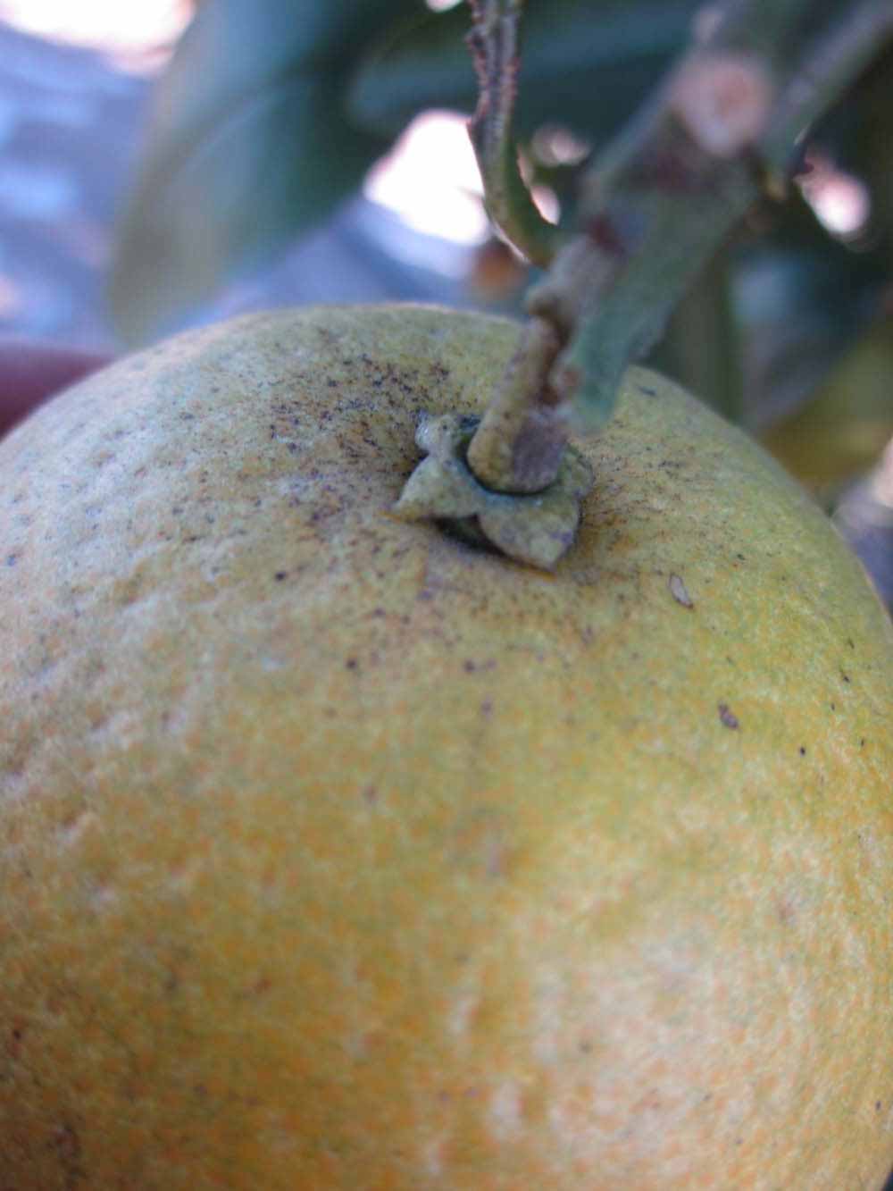            Fruit (Winter Haven, FL)   